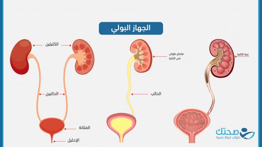 الجهاز البولي