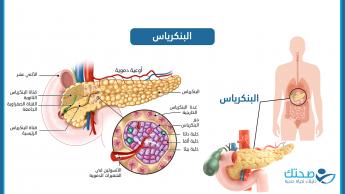 البنكرياس