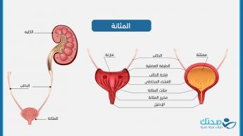 المثانة