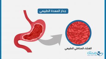 جدار المعدة الطبيعي