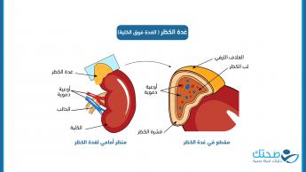 الغدة فوق الكلية