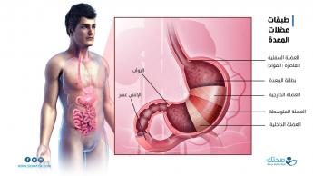 طبقات جدار المعدة