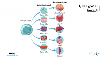 الخلايا الجذعية