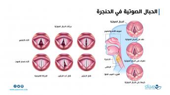 الحبال الصوتية