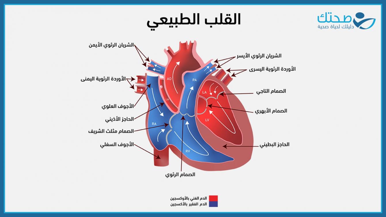 القلب الطبيعي