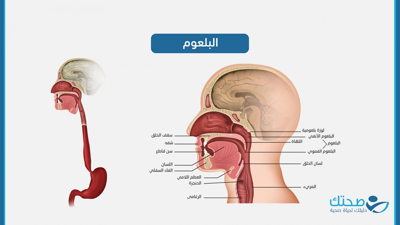 البلعوم