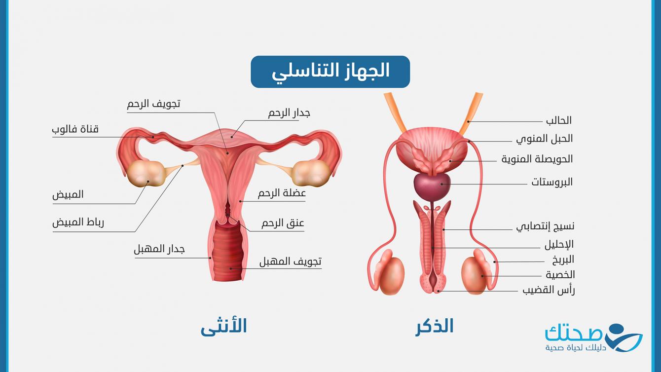 الجهاز التناسلي