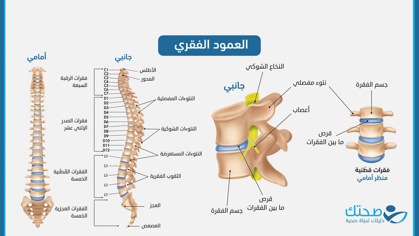 العمود الفقري