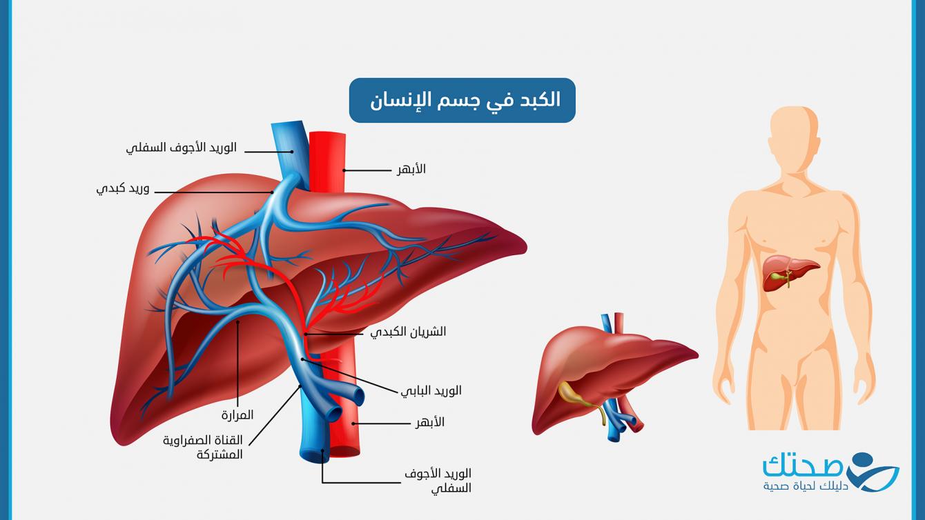 الكبد