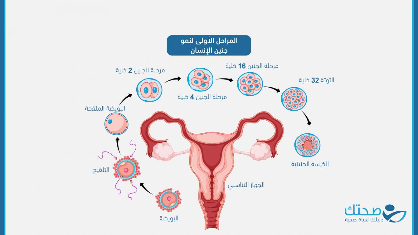 المراحل الأولى لنمو الجنين