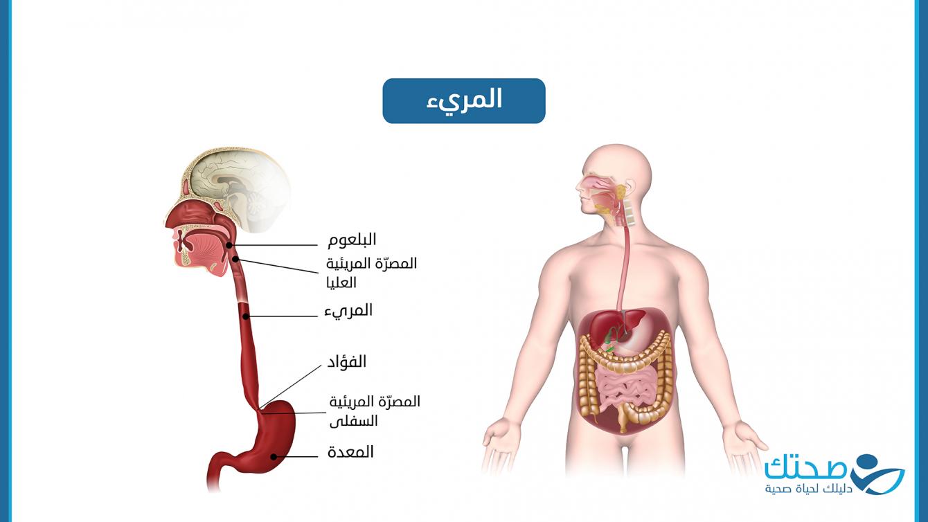 المريء