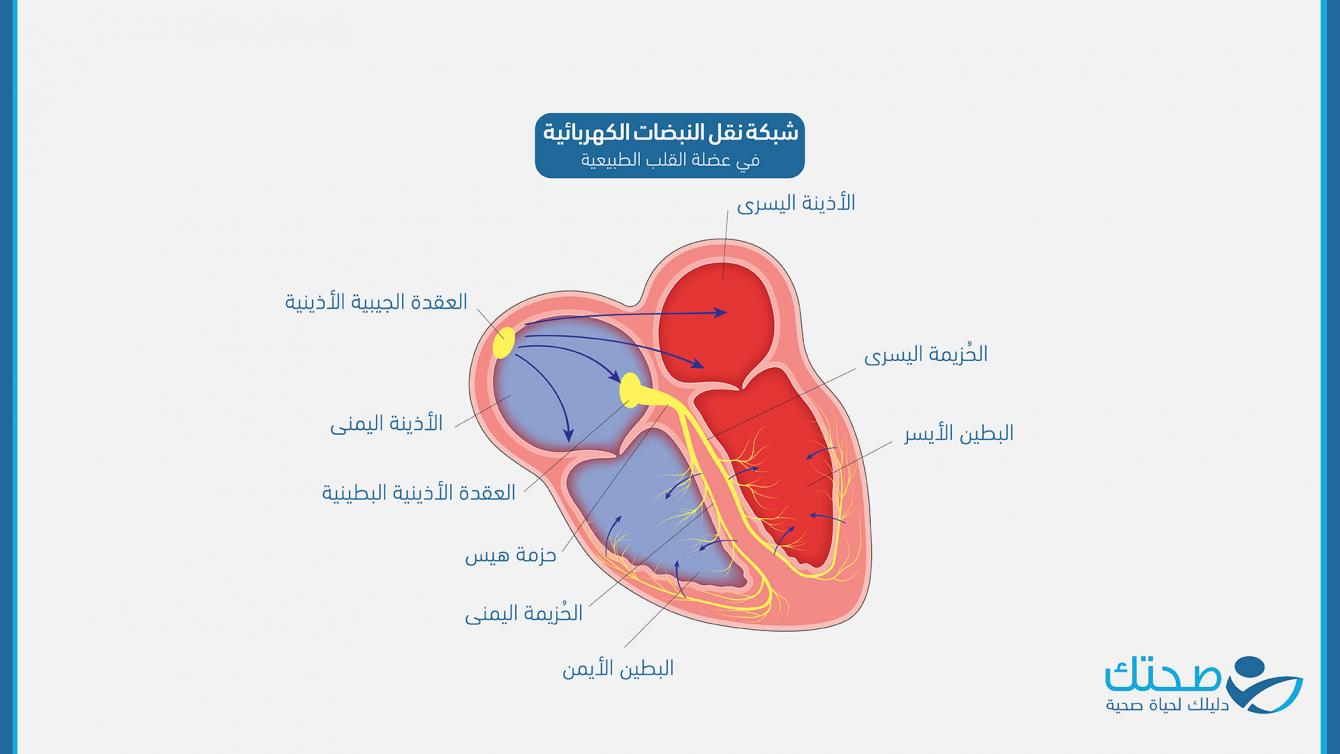 شبكة نقل النبضات الكهربائية في عضلة القلب الطبيعية