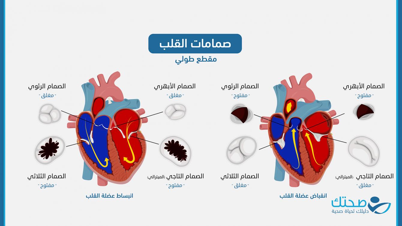 الصمامات القلبية