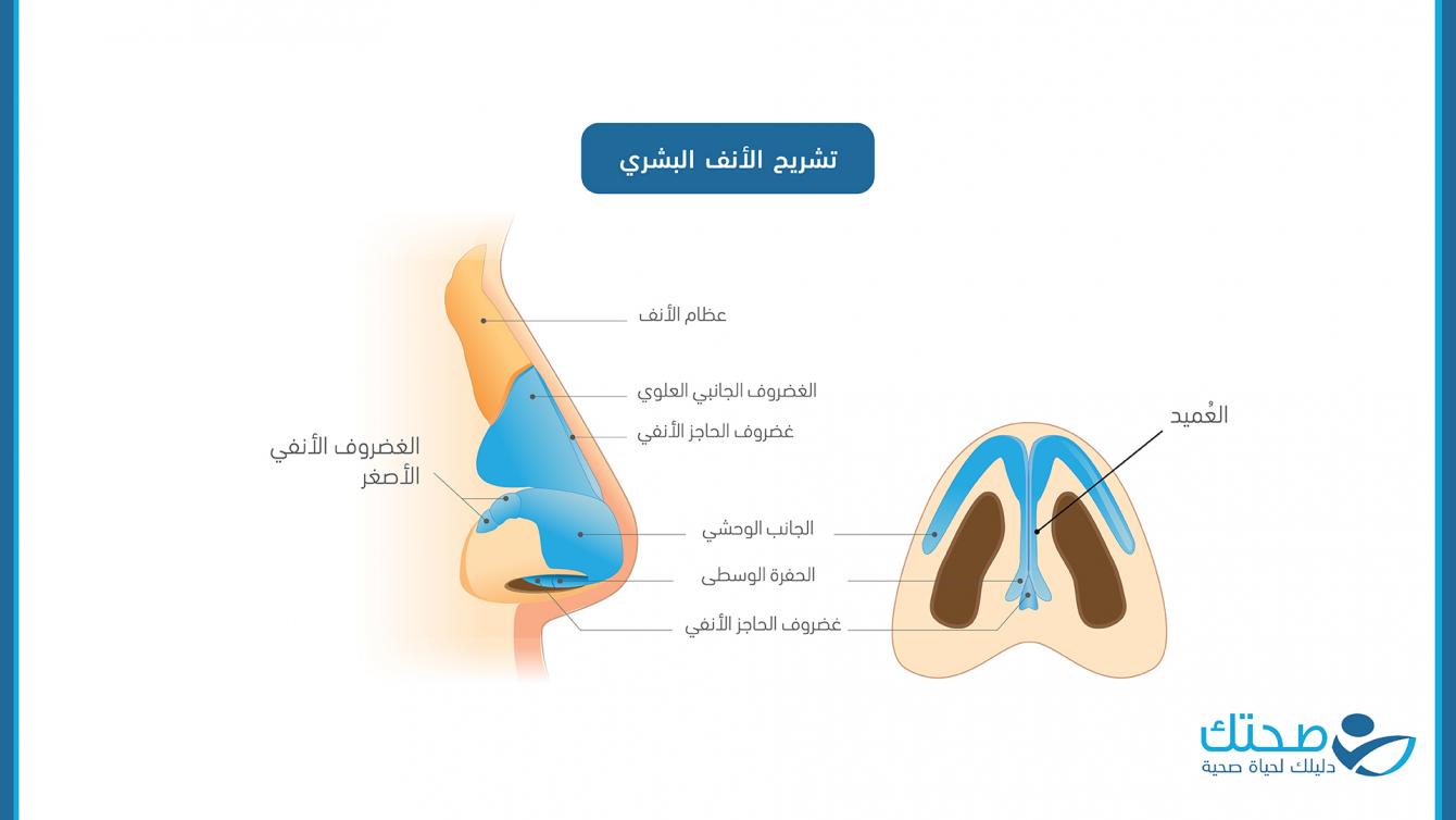 تشريح الأنف البشري