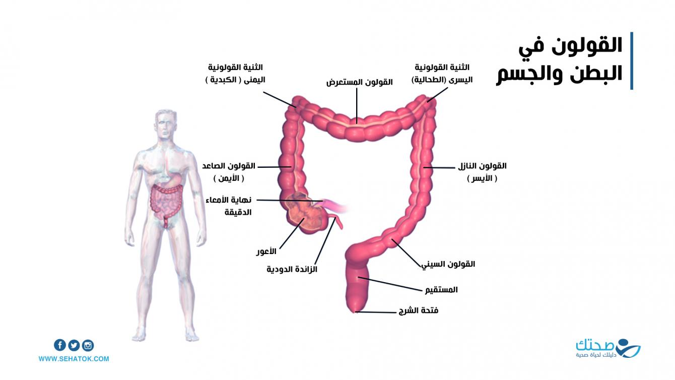 القولون