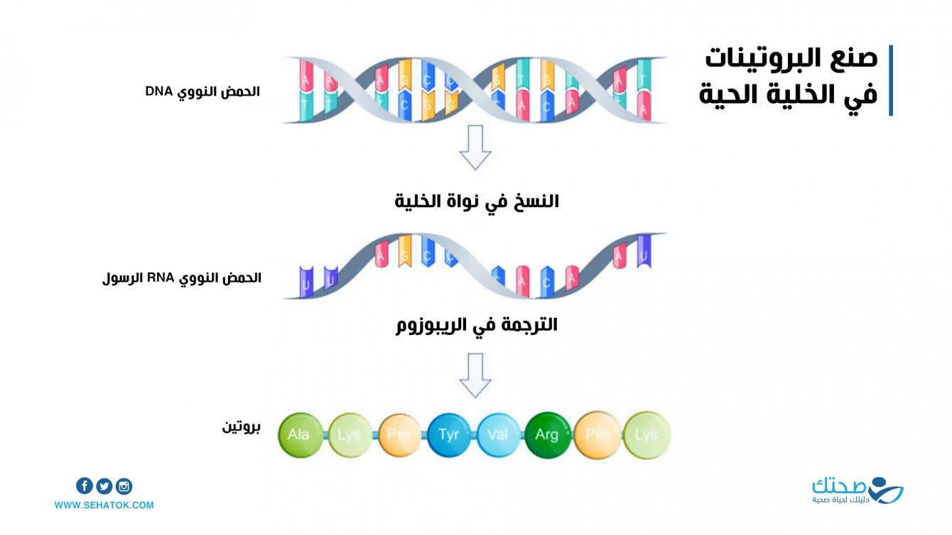 صنع البروتينات في الخلية الحية