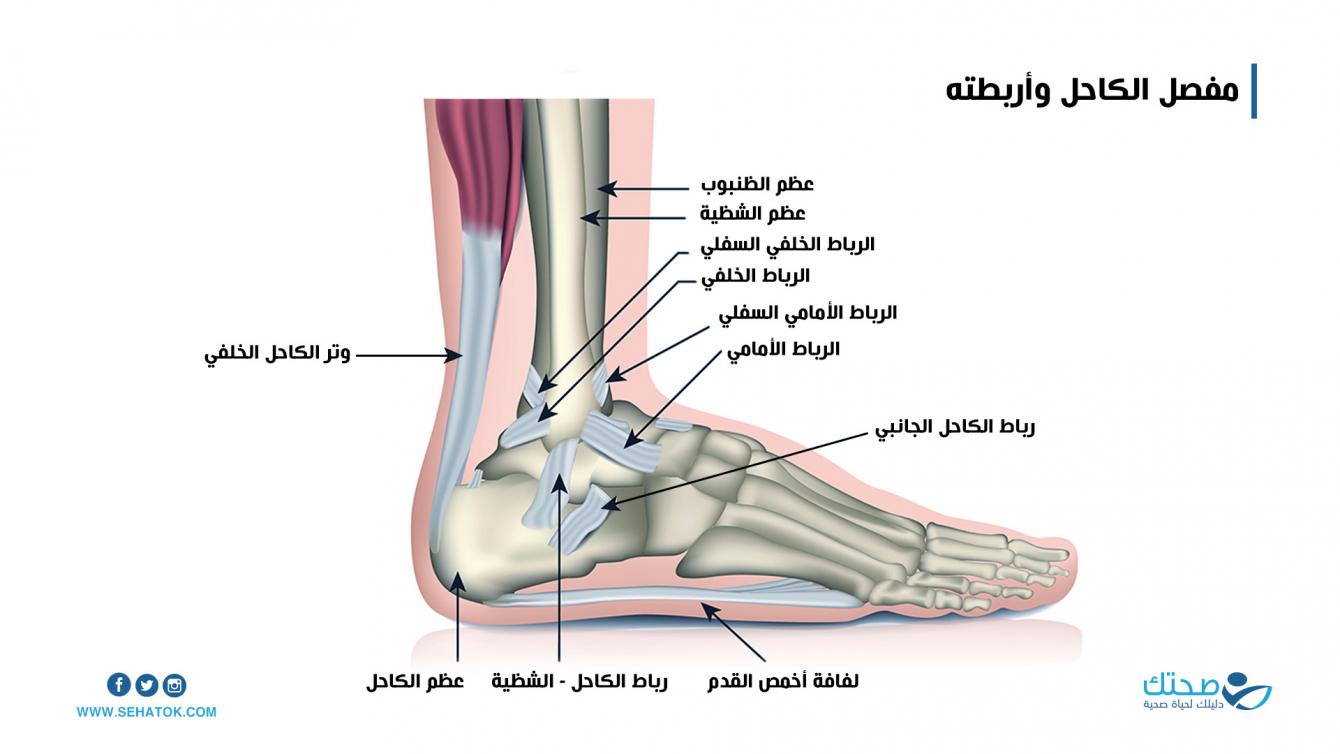 مفصل الكاحل وأربطته