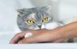 هل تستوجب خربشة القطط تطعيم التيتانوس؟